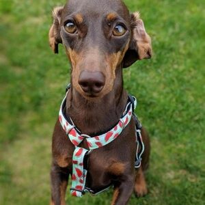 Max and Molly Watermelon Dog H-harness